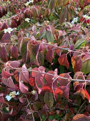 This is a picture of a bush with red autumn leaves and flowers at the same time This is a picture of a bush with red autumn leaves and flowers at the same time