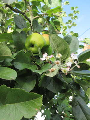 This is a picture of an apple tree bearing fruit and blossom together This is a picture of an apple tree bearing fruit and blossom together
