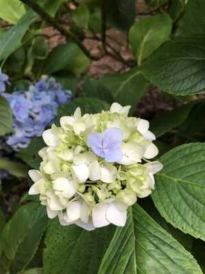This is a picture of a hydrangea with one blue part This is a picture of a hydrangea with one blue part