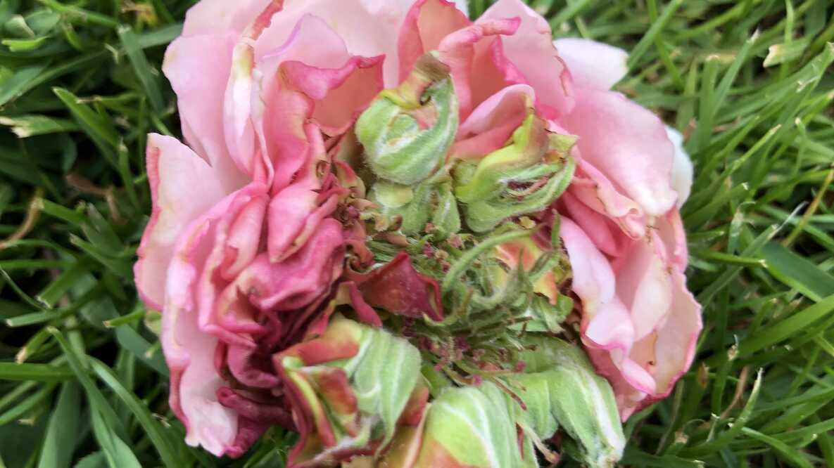 Learning from the rose