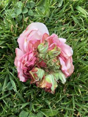 Rose budding and blooming