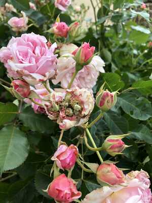 Rose missing a bloom