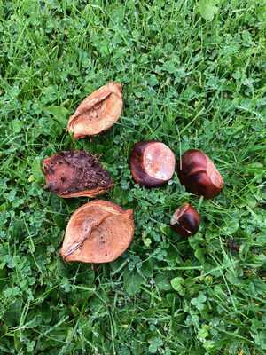 Shrivelling horse chestnuts