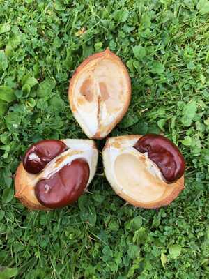 Three conkers inside