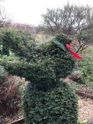Yew topiary sporting a bow-tie Topiary yew wearing a red bow tie